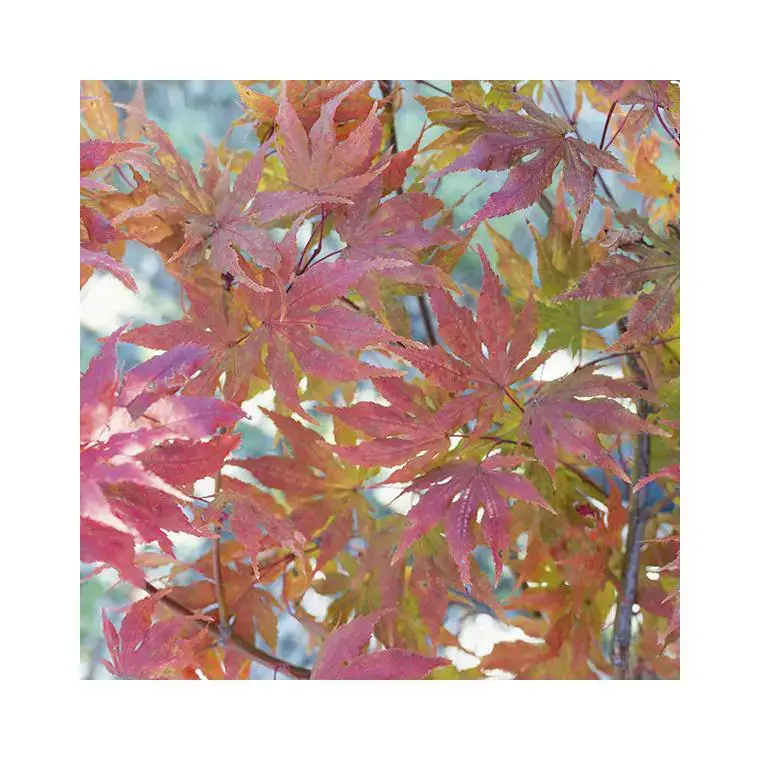 Acheter En Ligne Erable du Japon (ACER PALMATUM RETICULATUM RED ) Le pot de 30 litres