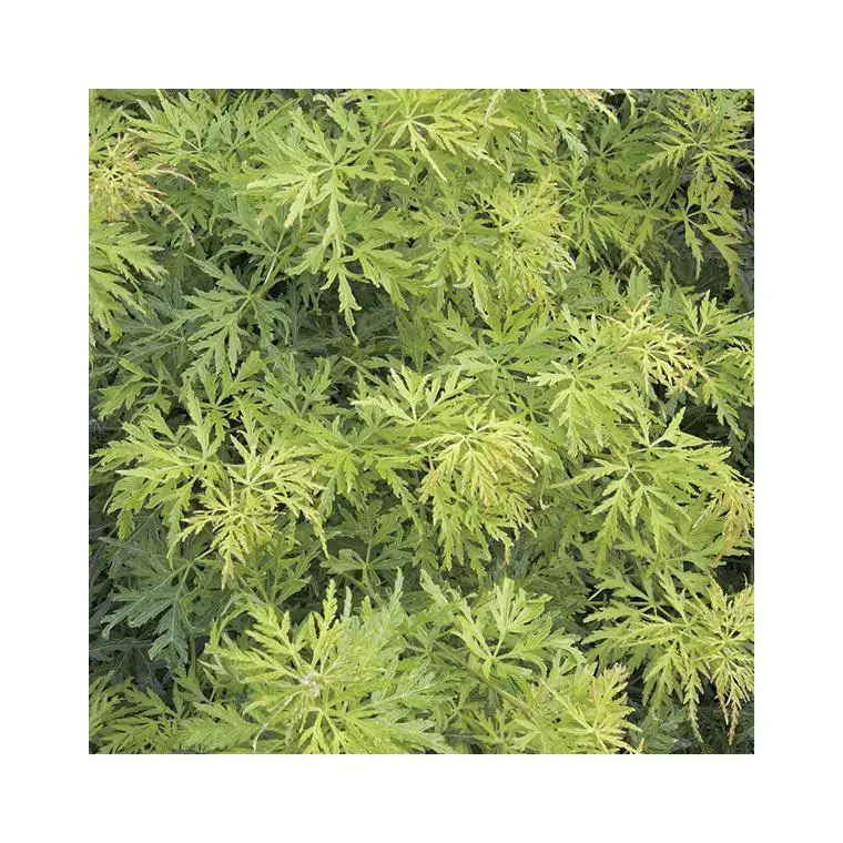 Vente Flash Erable du Japon (ACER PALMATUM SEIRYU ) Le pot de 7 litres
