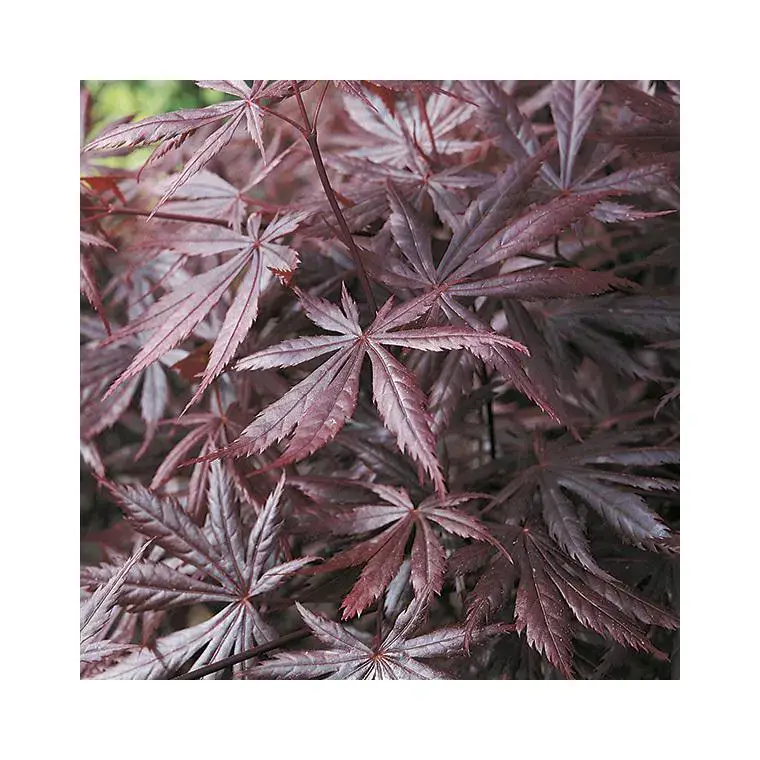 Soldes Erable du Japon (ACER PALMATUM TROMPENBURG ) Le pot de 30 litres