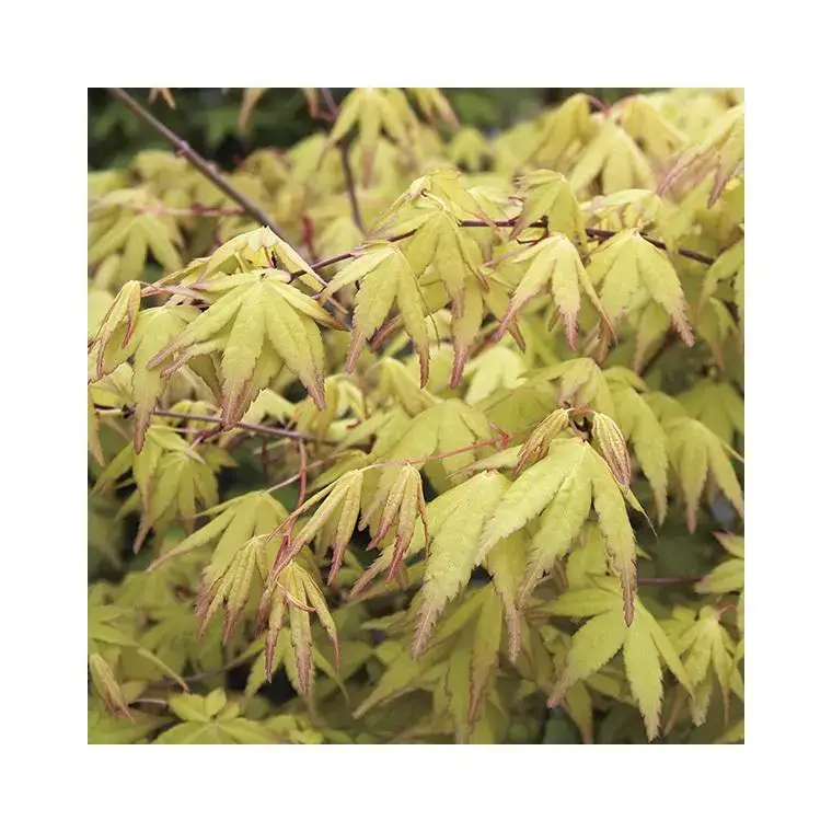 Usine Directe Erable du Japon (ACER PALMATUM UENO YAMA ) Le pot de 30 litres