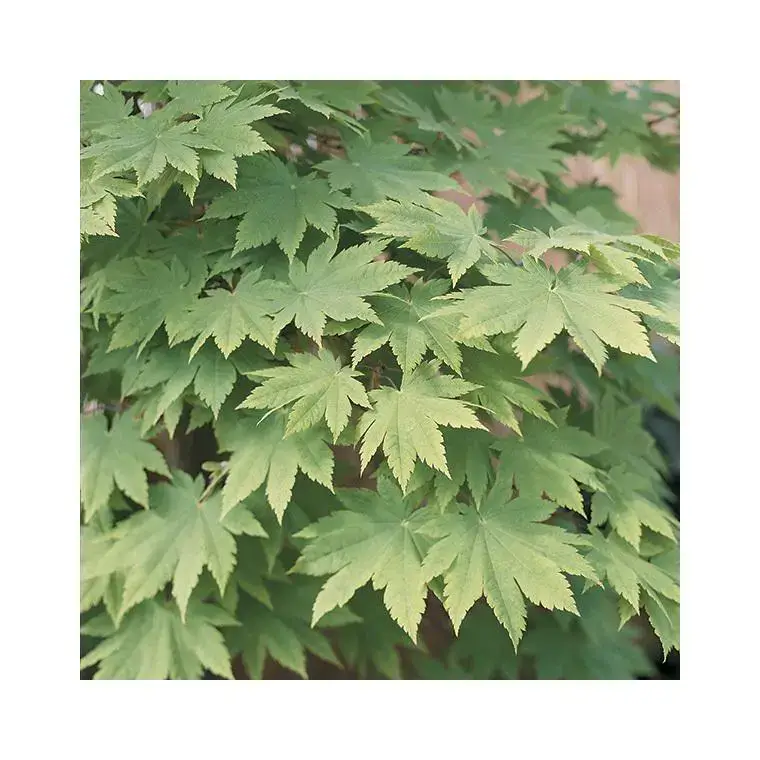 Achetez Aujourd&rsquo;hui Erable du Japon (ACER PALMATUM VITIFOLIUM ) Le pot de 30 litres