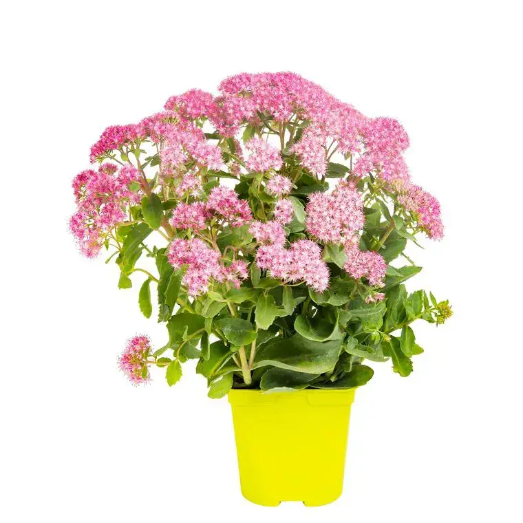 Sedum Telephium – Le pot de 3 litres Livraison Express