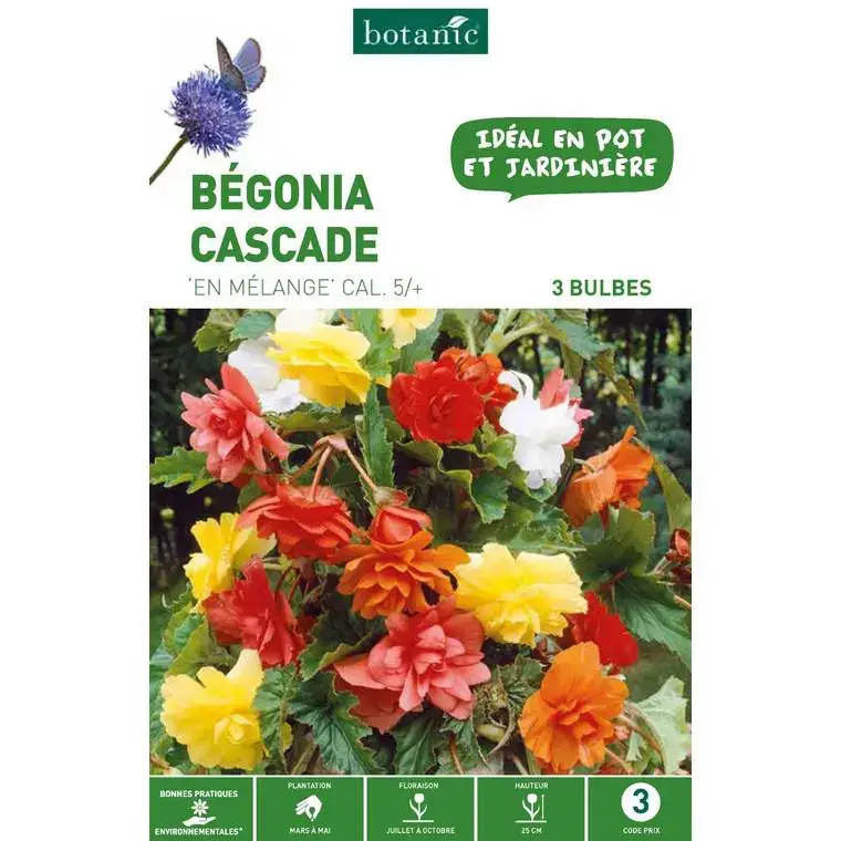Bégonia Pendula en mélange botanic® – 3 bulbes Promotion