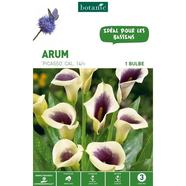 Arum Picasso noir blanc botanic® – 1 bulbe Commande En Gros