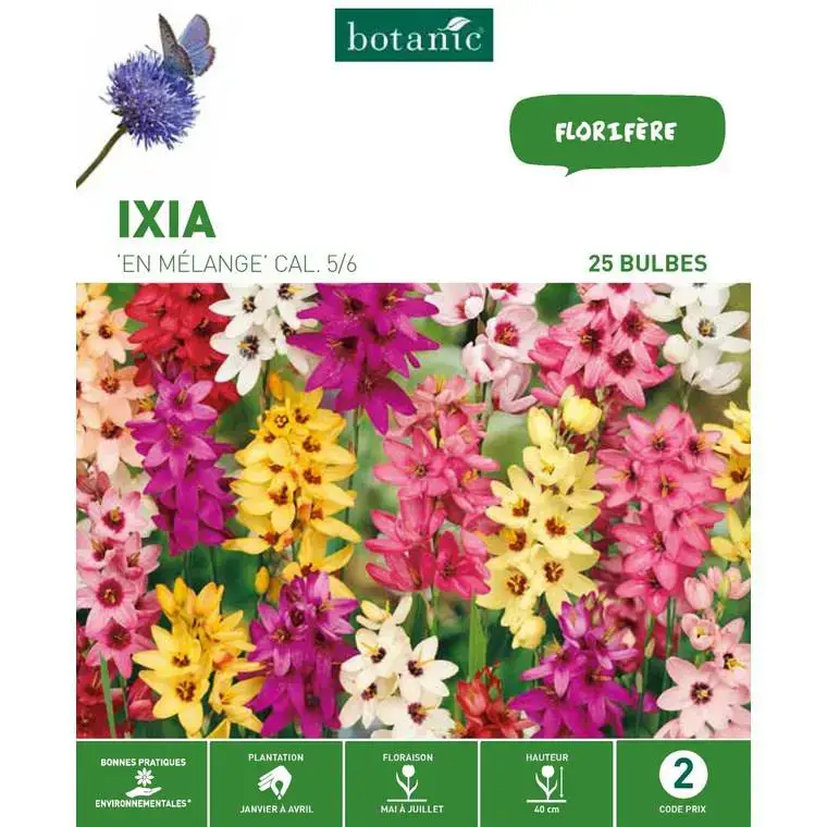 Top Vente Ixia mélange botanic® – 25 bulbes