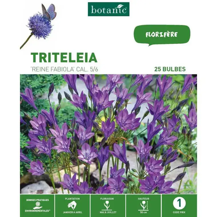 Triteleia Brodiaea Reine Fabiola bleu botanic® – 25 bulbes Commande En Gros