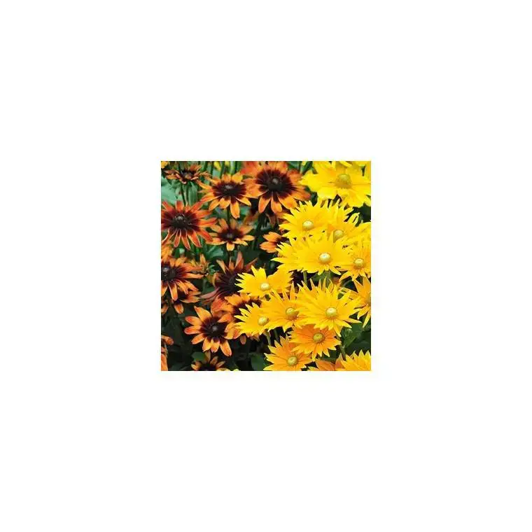 Rudbeckia Vivace – Le pot de 3 litres Top Vente