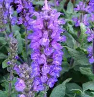 Achat Immédiat Salvia Superba – Le pot de 3 litres