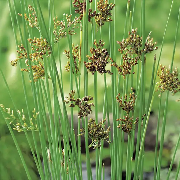 Acheter Direct Juncus inflexus glaucus pot de 3 litres