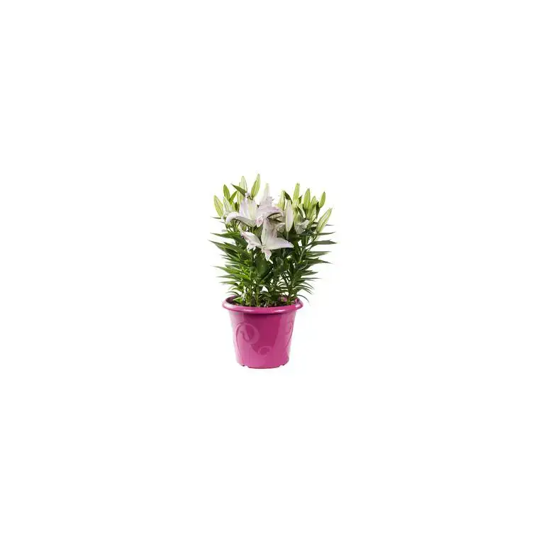 Vente Directe Lys. Le pot de Ø 21 cm