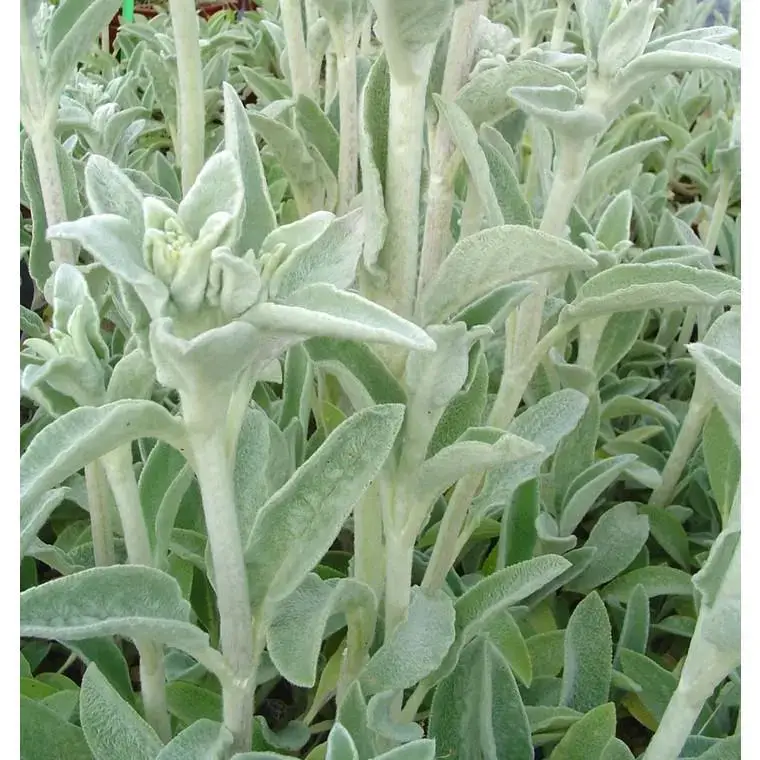 Stachys – Le pot de 2 litres Acheter En Ligne