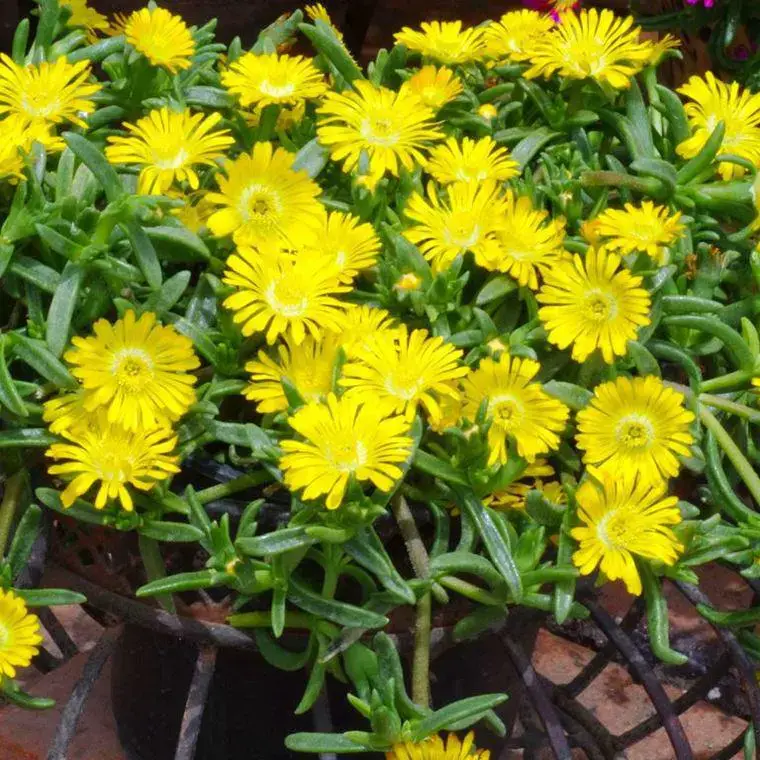 Satisfait Ou Remboursé Delosperma Weels of Wonder Golden – Le pot de 2 litres