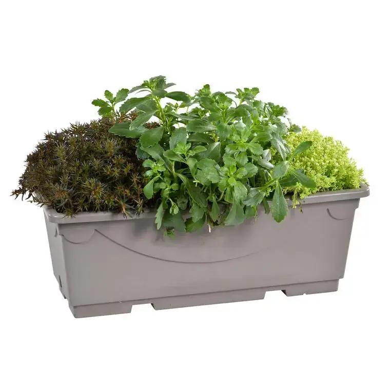 Vente Directe Sédums variés – La jardinière de 40 cm
