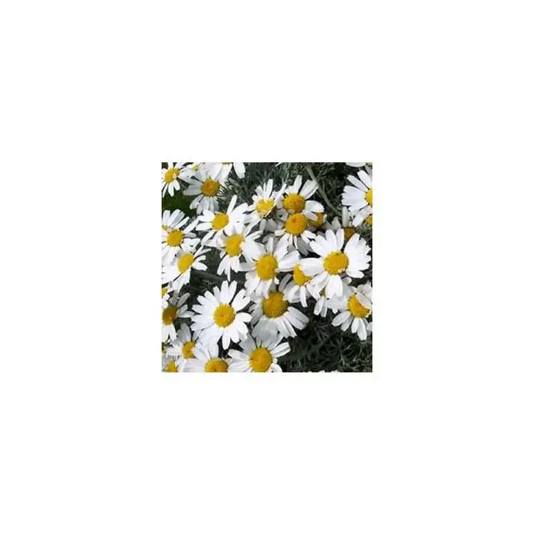 Rhodanthemum – Le pot de 1 litre Populaire