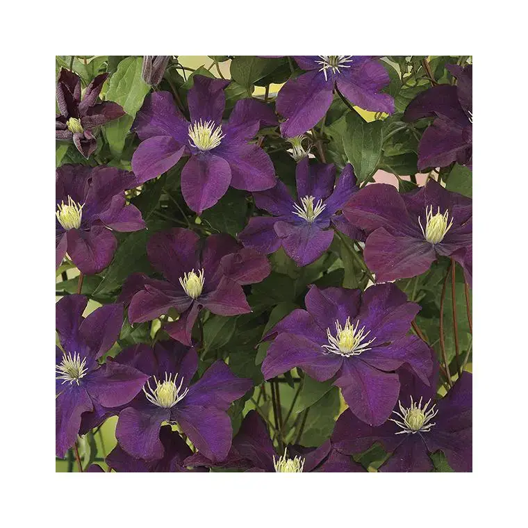 Top Vente CLEMATITE WARSZAWKA NIKE. Le pot de 3 litres