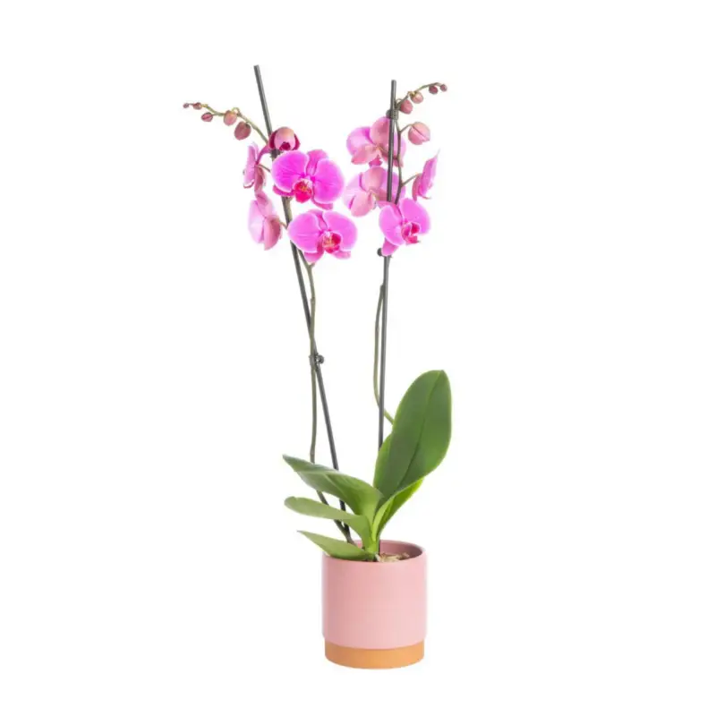 Achat Immédiat Orchidée Phalaenopsis 2 branches avec cache-pot Ø 9 cm