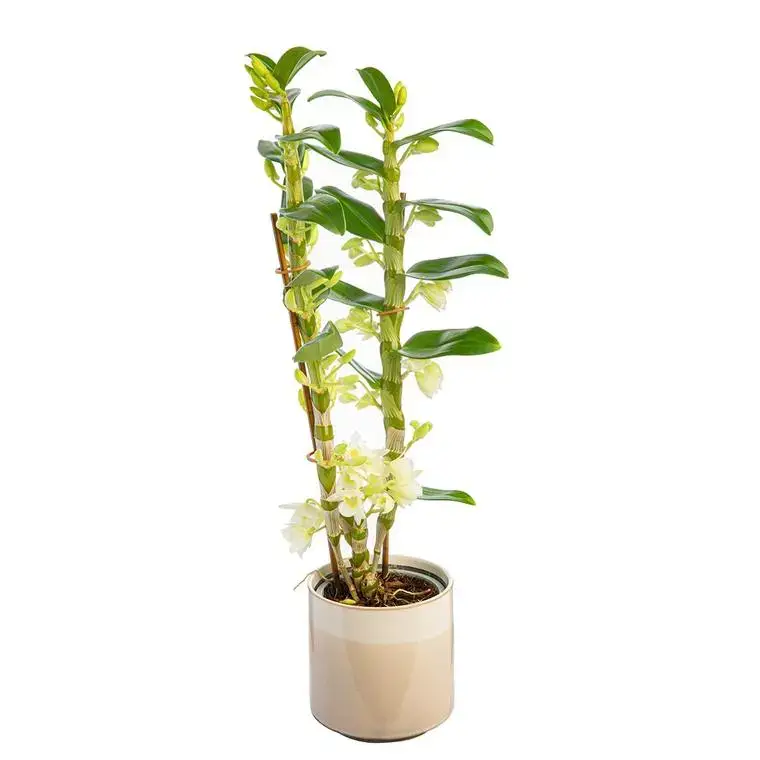 Vente Directe Dendrobium nobilé 2 branches avec cache-pot Ø 12 cm