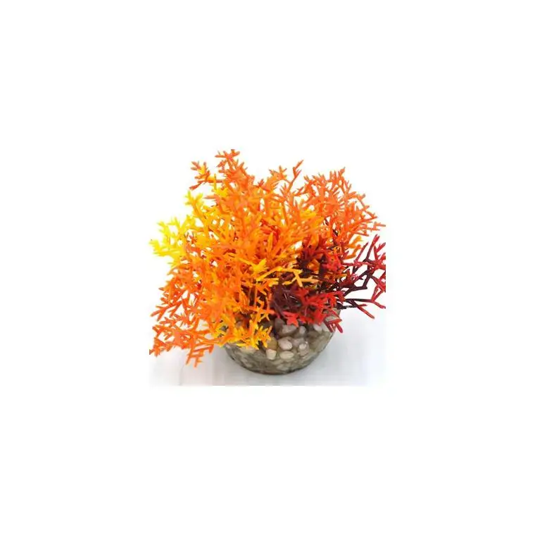 Petit Prix Corail coloré orange en plastique 12 x 10 cm