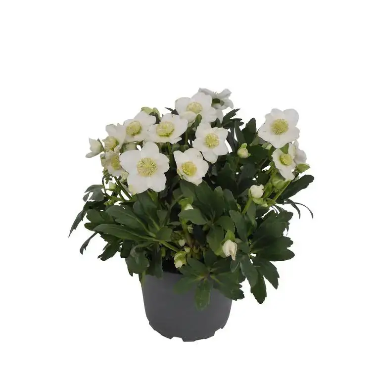 Soldes Helleborus Orientalis – Le pot de 4 litres