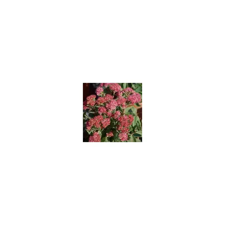 Sedum Spectabile – Le pot de 10,5 cm Authentique