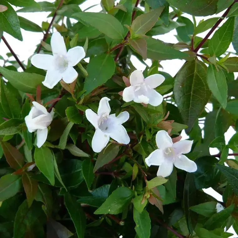 Abélia Grandiflora. Le pot de 10 litres Acheter En Ligne