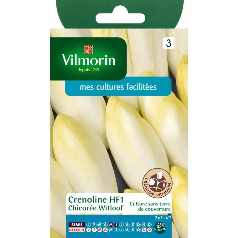 Commande En Gros Graines de chicorée witloof HF1 Vilmorin – graines à semer