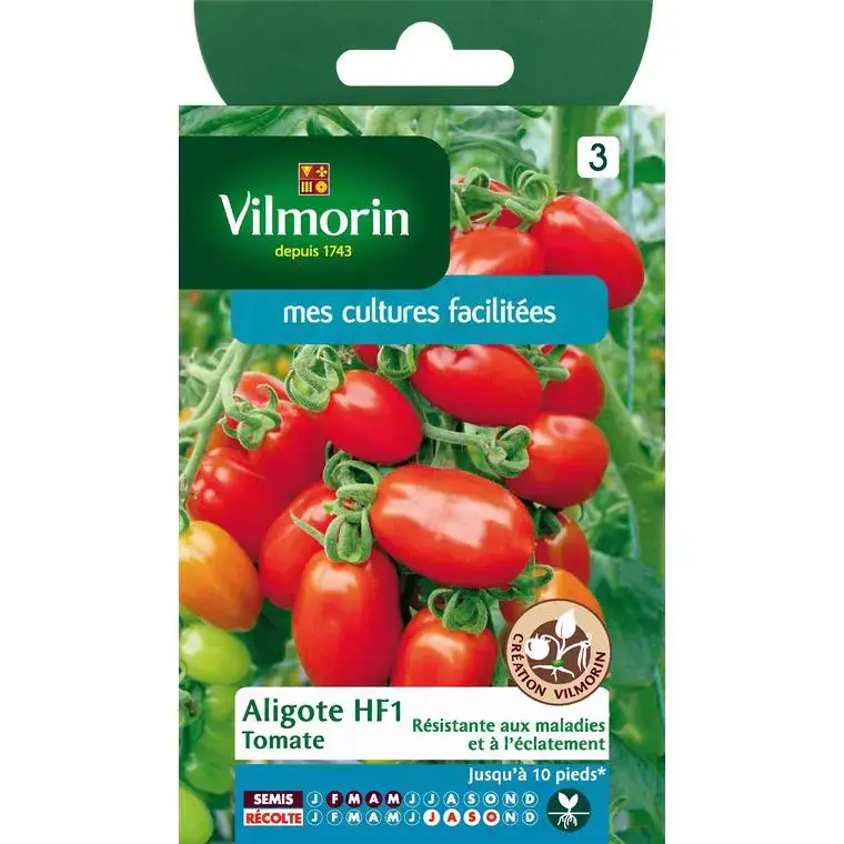 Dernier Modèle Graines de tomate aligote HF1 Vilmorin – graines à semer