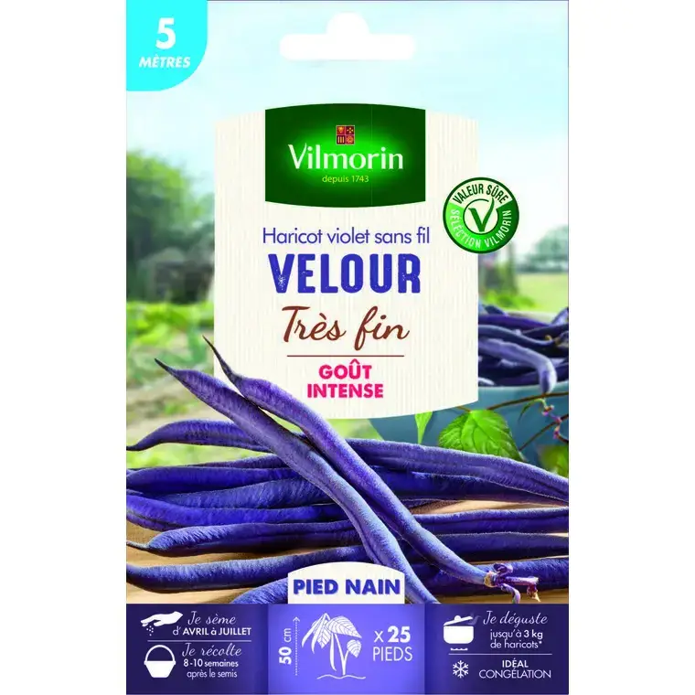 Super Prix Graines de haricot nain Velour Vilmorin – graines à semer