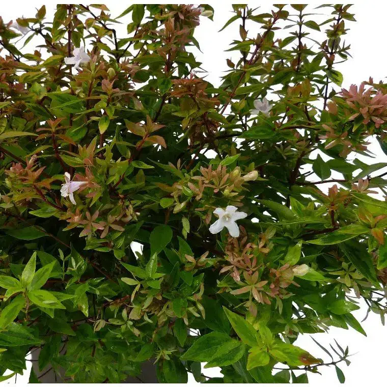 Abélia Grandiflora Kaleidoscope. Le pot de 7,5 litres Pas Cher