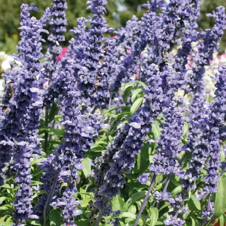 Achat Immédiat Sauge farinacea – Le pot de 9 x 9 cm