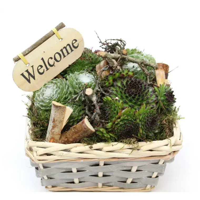 Promotion Saisonnière cuvier de plantes grasses – La composition