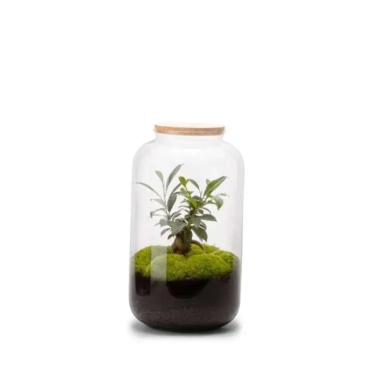 Réduction Terrarium Bonbonne M en verre transparent Ø 23 x H 41 cm