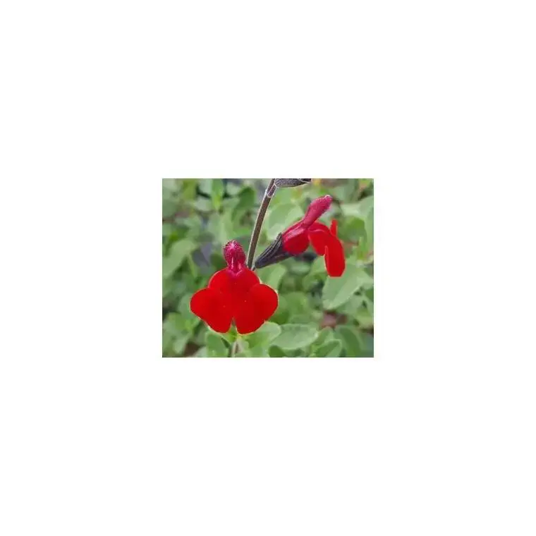 Sauge Salvia x Jamensis Rêve rouge Fauresal02 – Le pot de 5 litres Super Prix