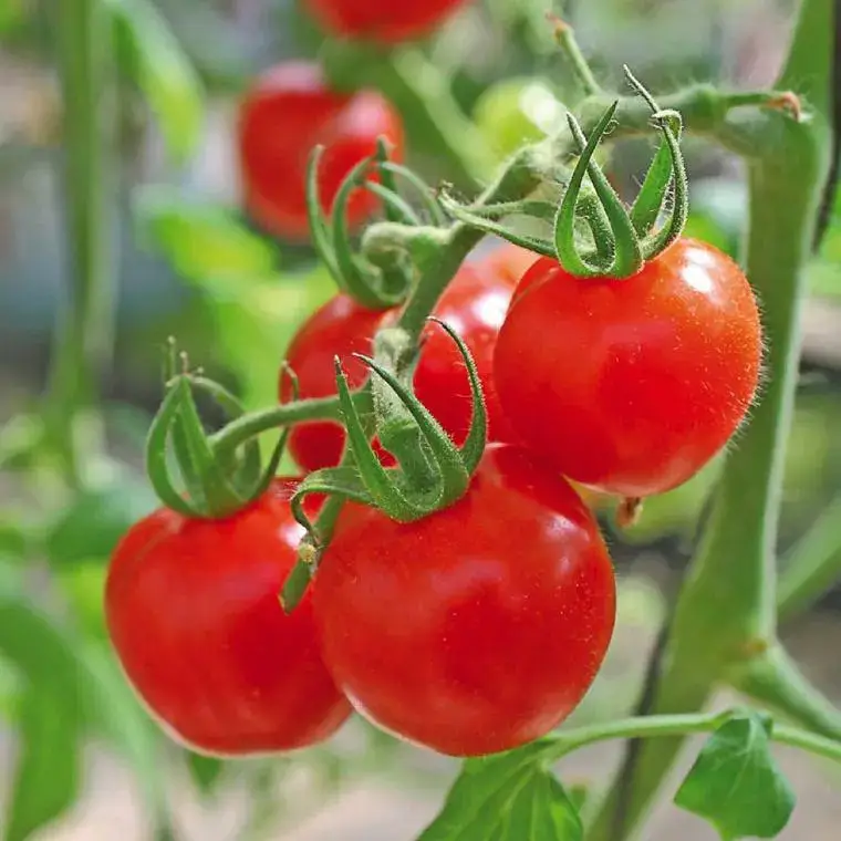 Tomate Cerise Sweet Baby bio. Le pot de 9 x 9 cm Promotion Saisonnière