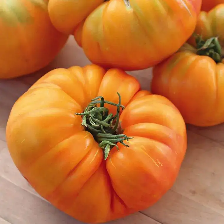 Achat Immédiat Tomate Côtelee Ananas Pineapple bio. Le pot de 9 x 9 cm