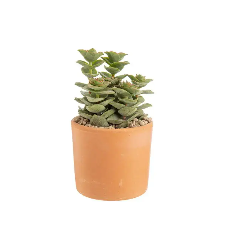 Achat Immédiat Crassula mix en pot terre cuite Ø 10 cm