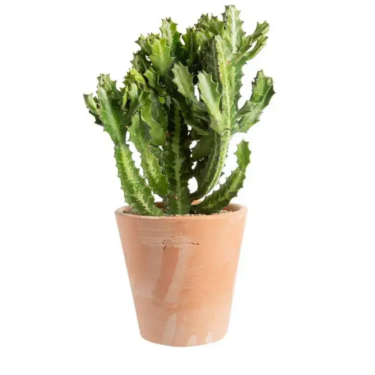 Achat Immédiat Euphorbia pseudocactus en pot terre cuite H 10 x Ø 20 cm