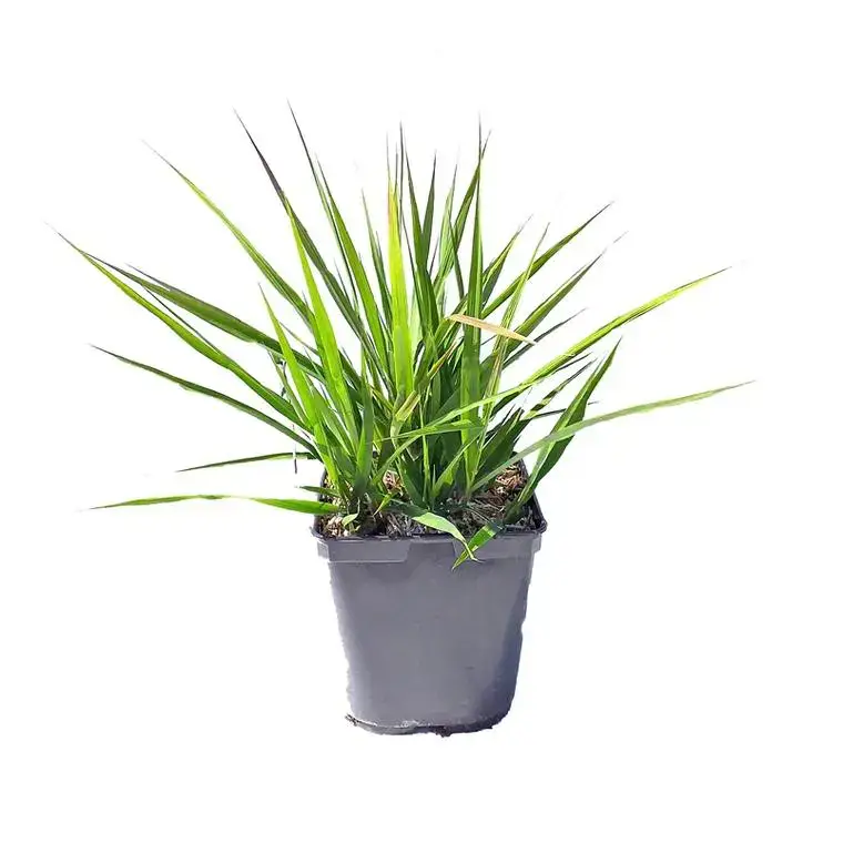 Authentique Eragrostis Spectabilis Purple Love Grass – Le pot de 3 litres