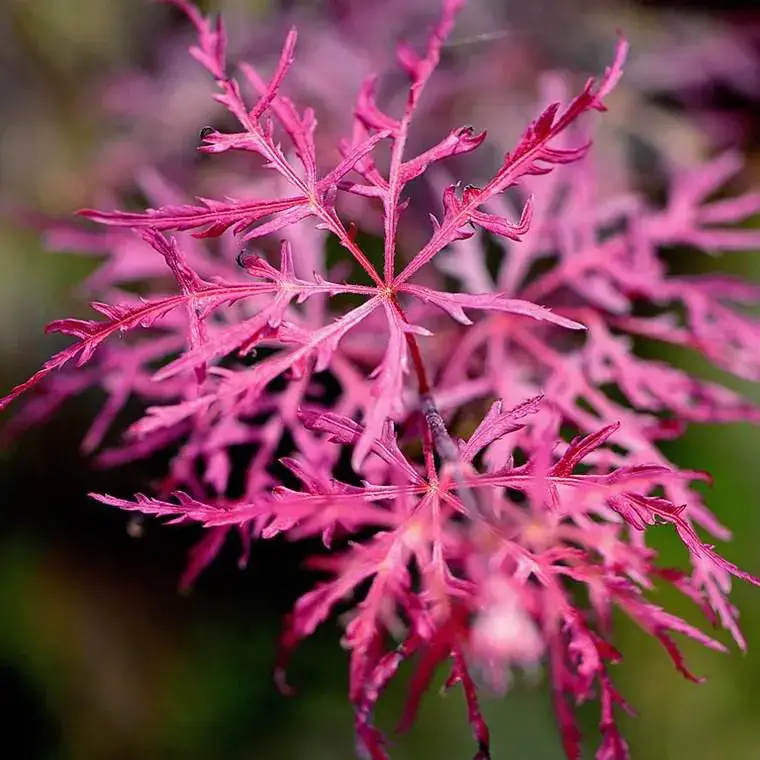 Acer Palmatum Dissectum Inabashidare (Erable du Japon)80/100  ½ tige Achat Immédiat