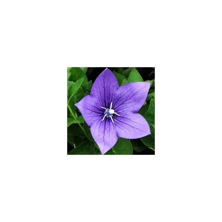 Acheter En Ligne Platycodon – La coupe de 23 cm