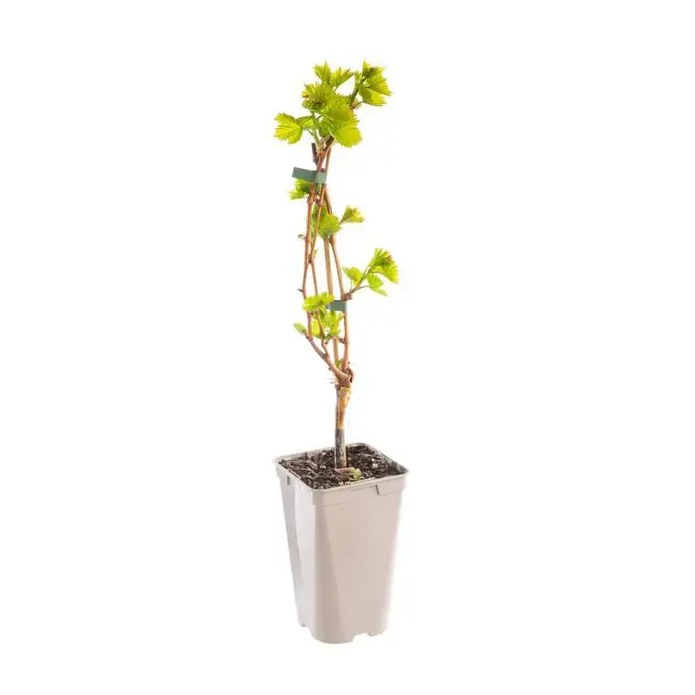 Vigne Chasselas Rose. Le pot de 2 litres Must-Have