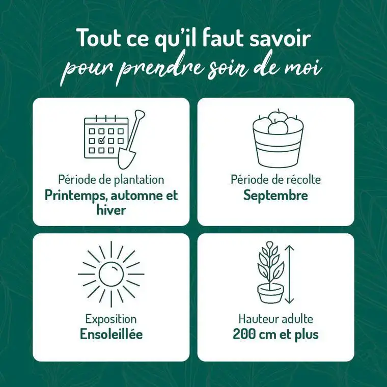 Vigne Perdin®. Le pot de 2 litres Top Vente