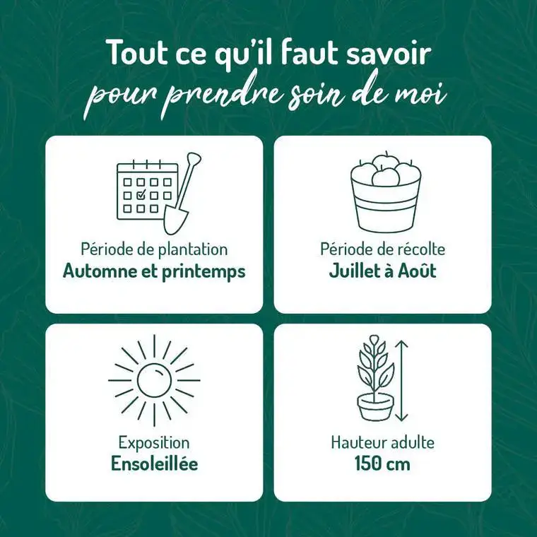 Top Vente Framboisier Magnific Delbard®. Le pot de 2 litres