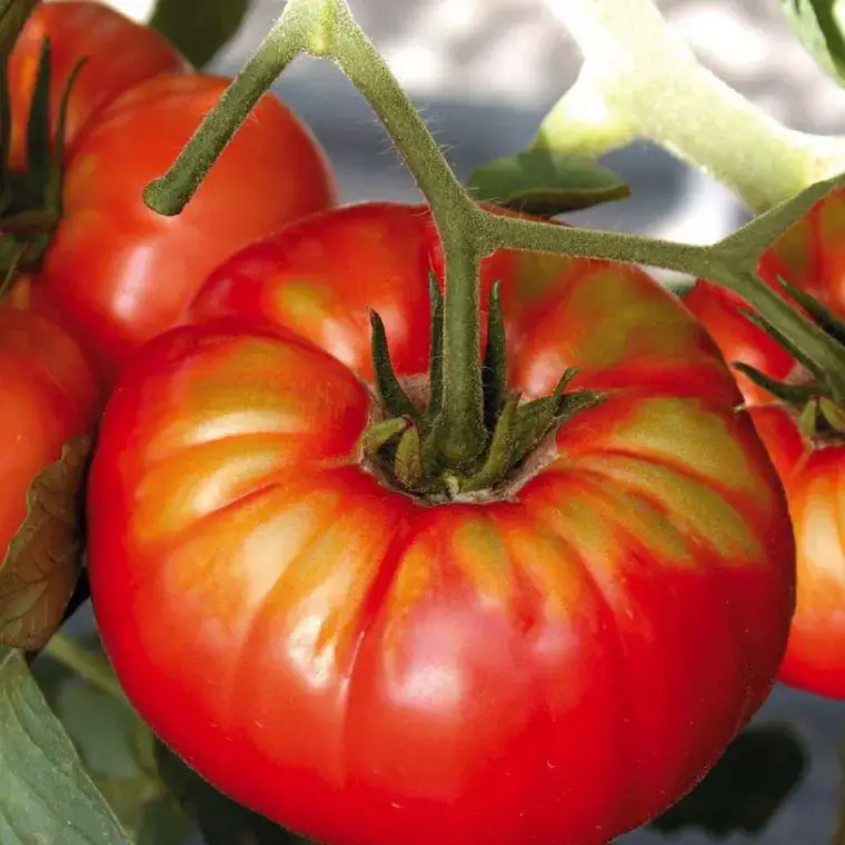Tomate Côtelee beefsteak Bio. La barquette de 3 plants Bon Plan