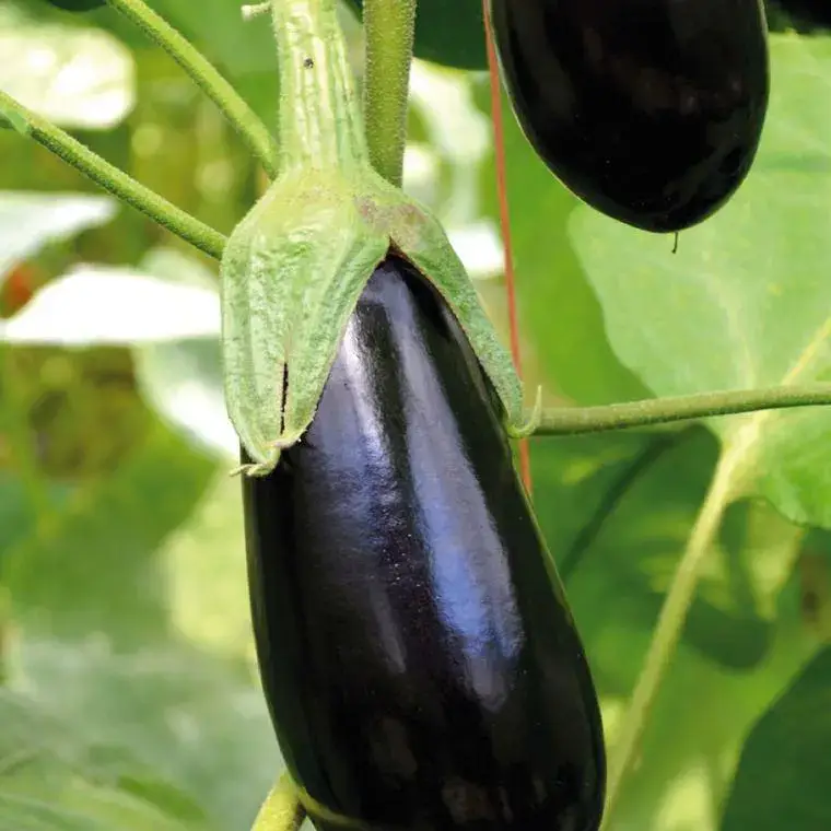 Achat Immédiat Plant Greffe Aubergine Longue Baluroi Bio. Le pot de 1 litre