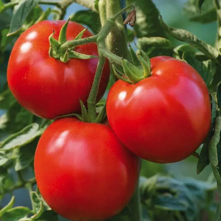Tomate Ronde Cobra bio. Le pot de 9 x 9 cm Acheter Direct