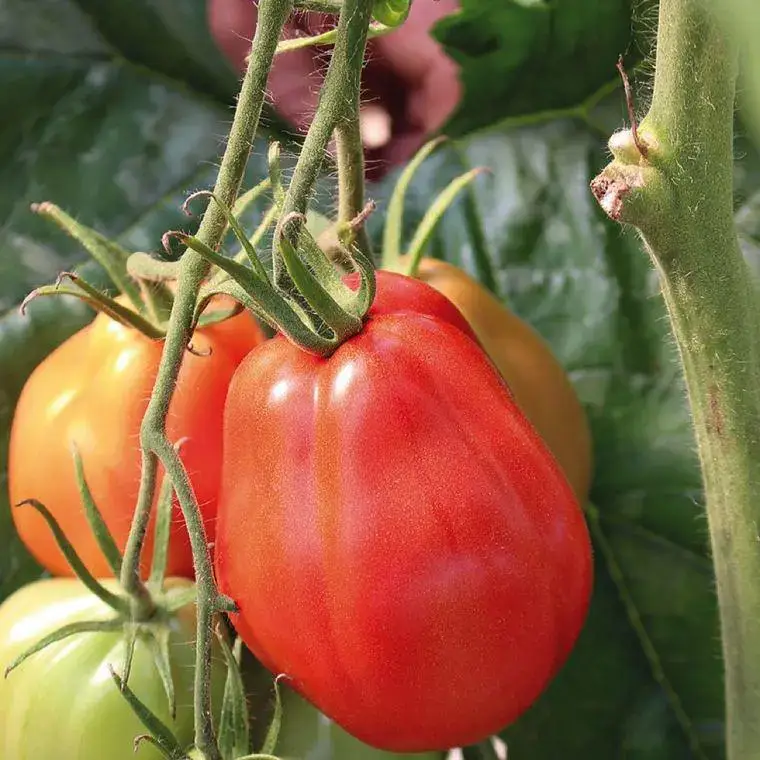 Tomate Côtelee Corazon bio. Le pot de 9 x 9 cm Dernier Modèle