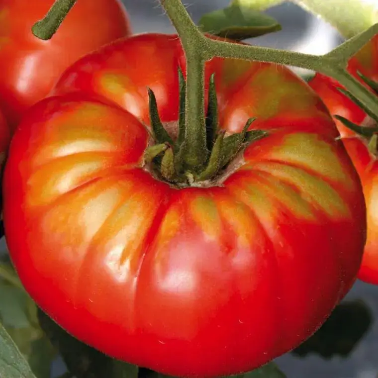 Authentique Tomate Côtelee Beefsteak. Le pot de 10,5 cm