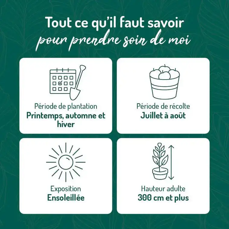 Authentique Abricotier Polonais. Le pot de 12 litres, forme gobelet