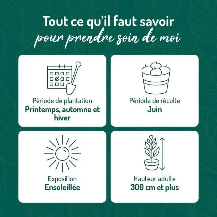 Achetez Aujourd&rsquo;hui Cerisier Big. Summit. Le pot de 15 litres, forme 1/2 tige calibre 6/8